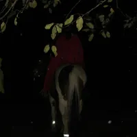 stmartin17_pferd.jpeg