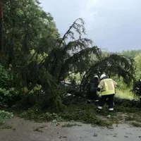 baum_auf_strasse.jpg