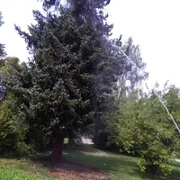 baum17_2.jpeg